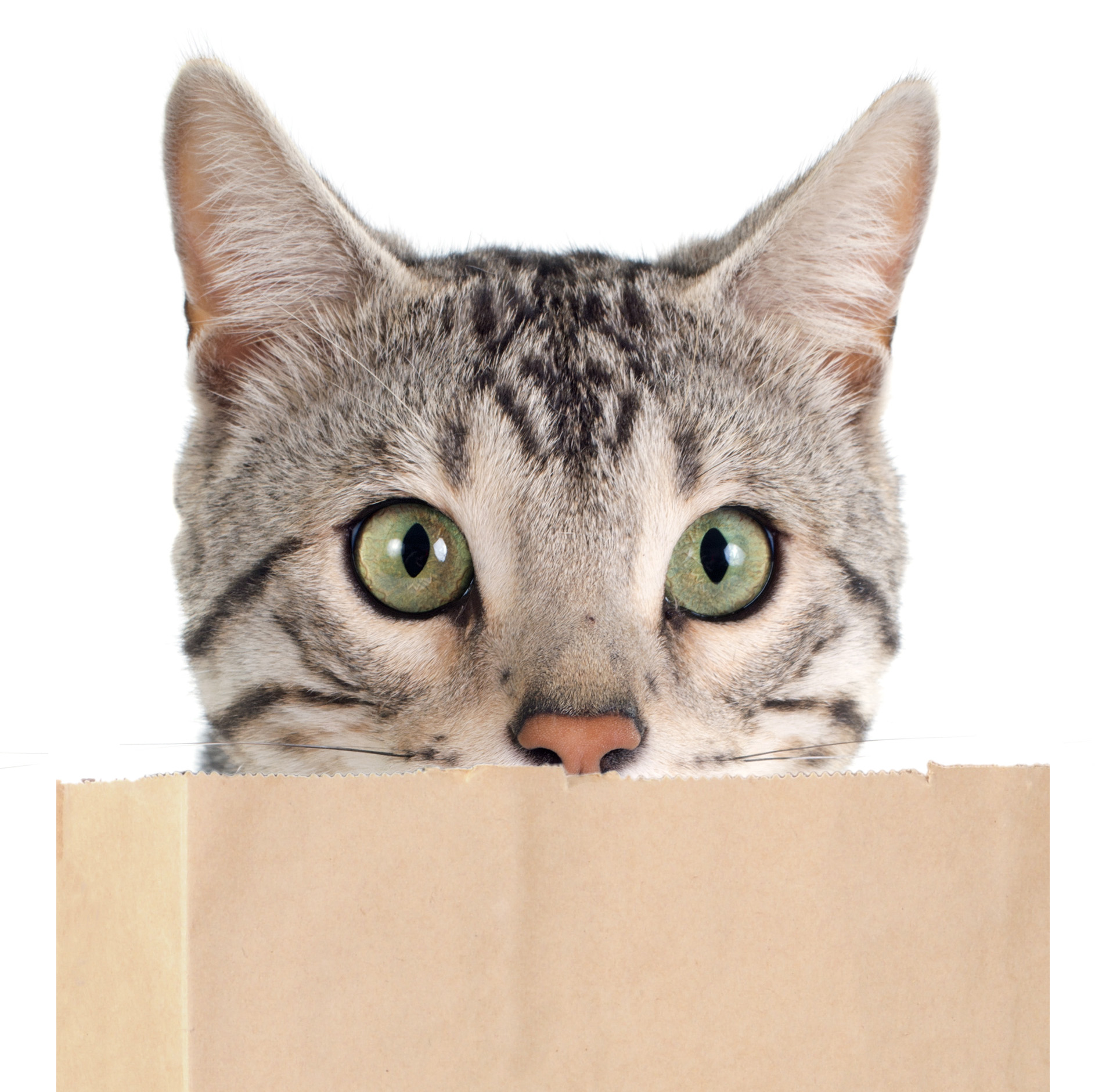 SLIDESHOW : Cat in a bag oil pastel