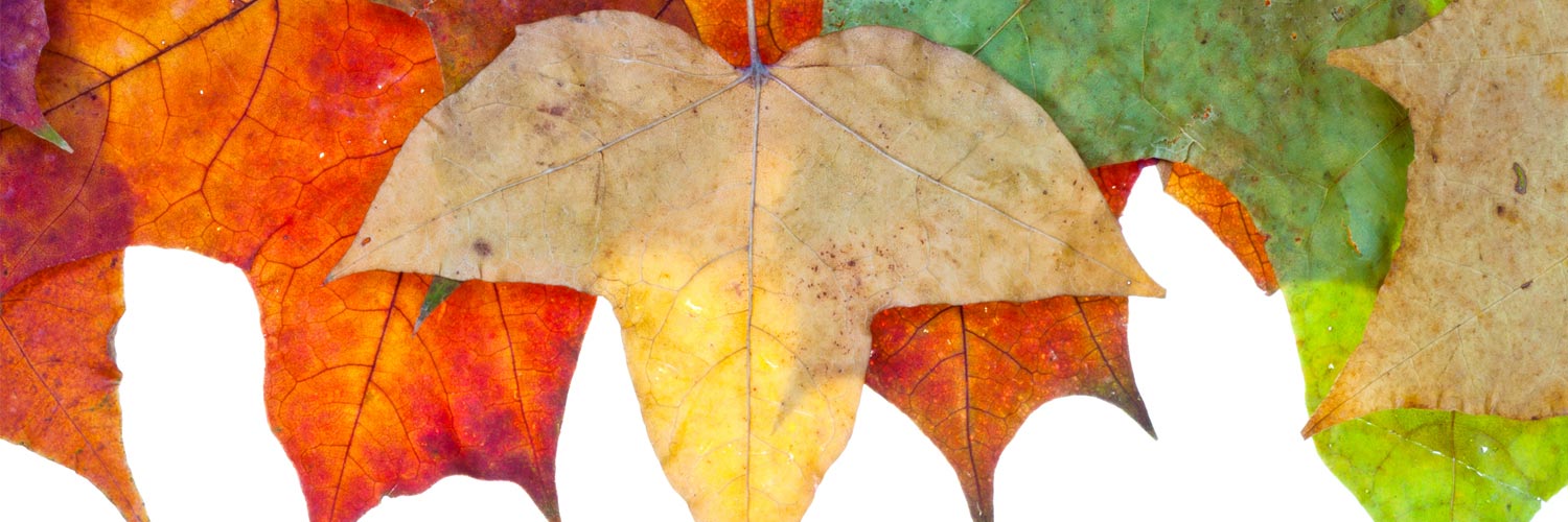 10. Leaves & Trees – KidsART B