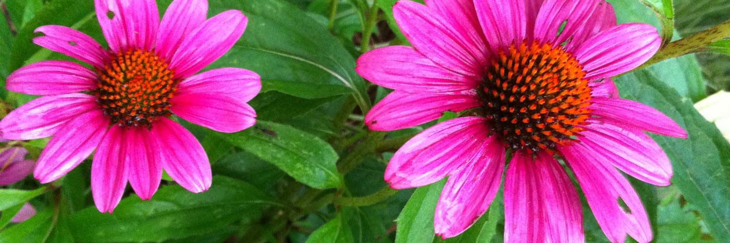 32. Freaky Flowers – KidsART B