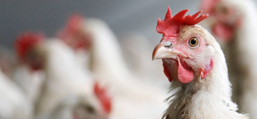 5. Chicken Day – KidsART A