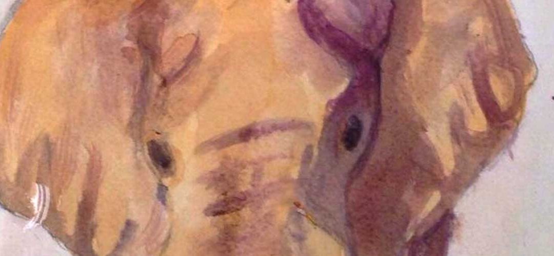 11. Animal Shadows – Foundations A