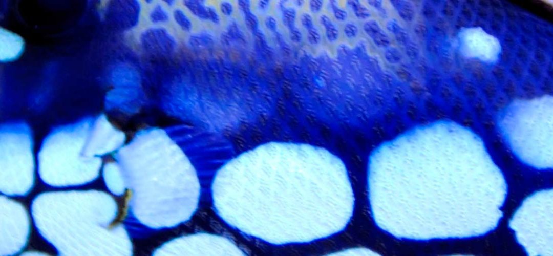 20. Faces & Fishes – KidsART A